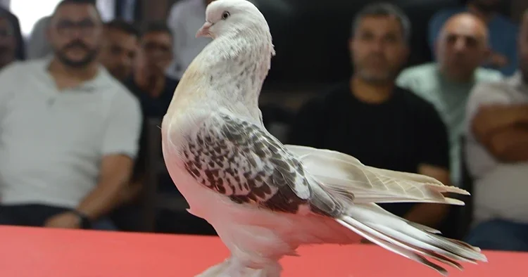 Güvercin deyip geçmeyin! Fiyatını duyanlar şok oluyor... Kırmızı halıda boy gösterdiler