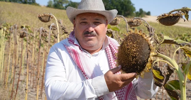 Edirne de ayçiçeği üreticisinin yüzü bu yıl verimle güldü Edirne Haberleri Habertürk Yerel Haberler