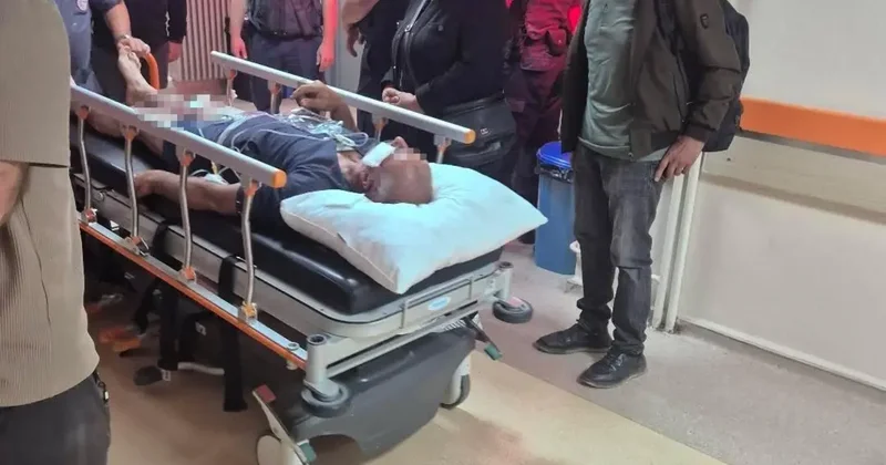Ayının saldırdığı çobanı köpekleri kurtardı