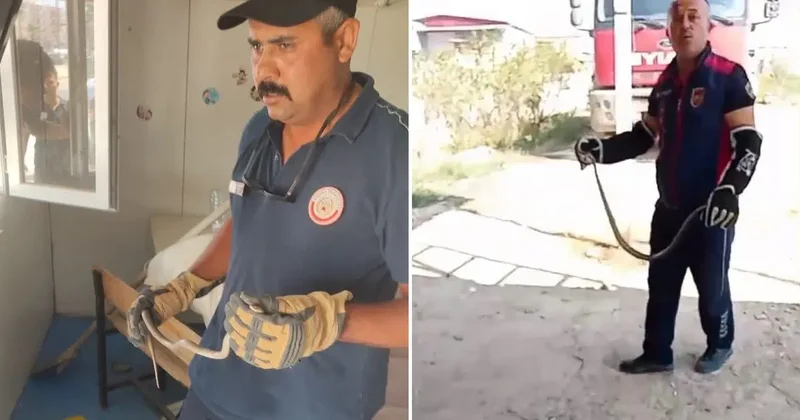 Hatay da yerleşim yerlerine giren yılanlar yakalandı