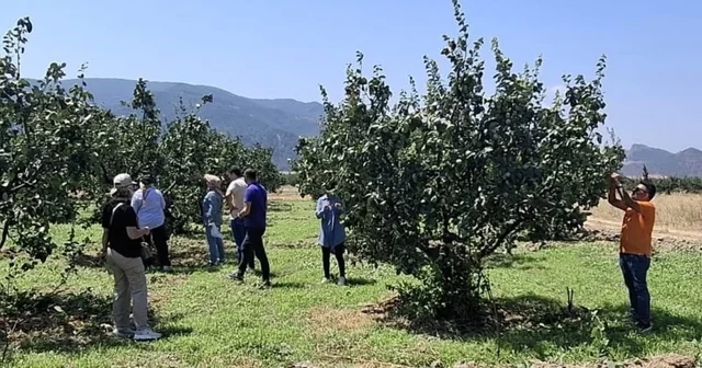 Bilecik te bitki hastalıkları ve zararlılara karşı saha kontrolü Bilecik Haberleri Habertürk Yerel Haberler