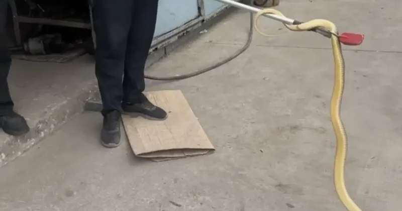 Dükkana giren yılan paniğe sebep oldu