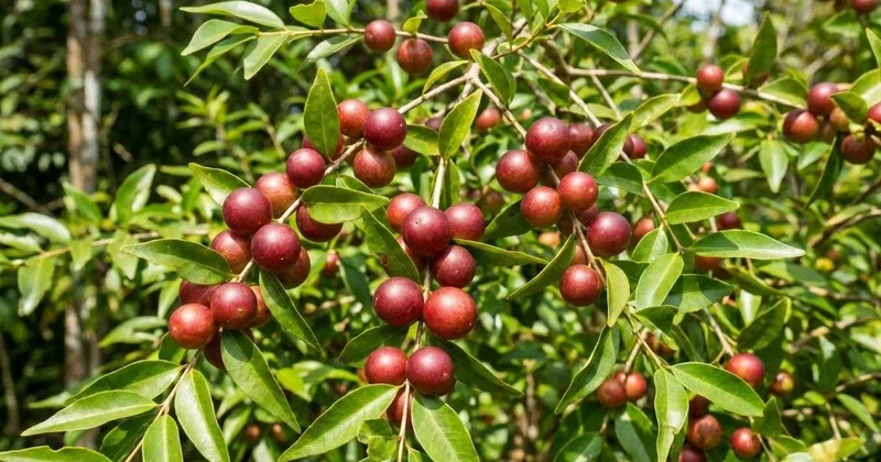 Portakaldan 60 kat fazla C vitamini bulunuyor: Bahçesine eken zengin oluyor Sözcü Gazetesi