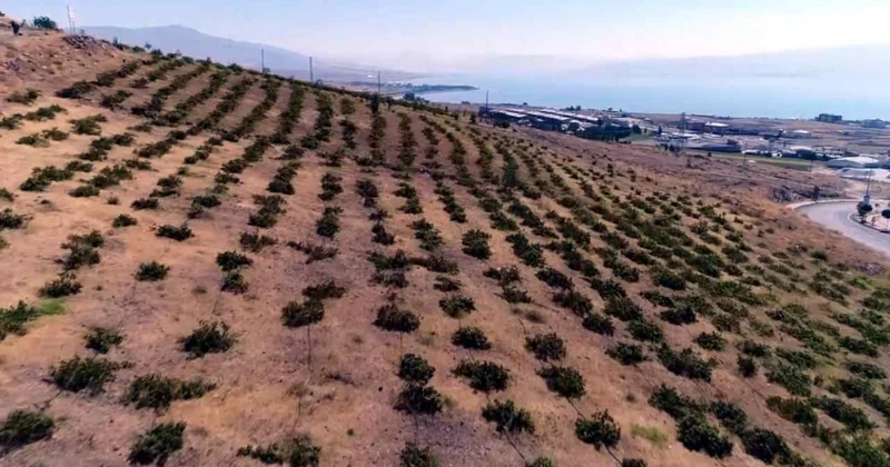 Bir kere ekiliyor her yıl hasat ediliyor: Türkiye nin dört bir yanına kasa kasa satılıyor Sözcü Gazetesi