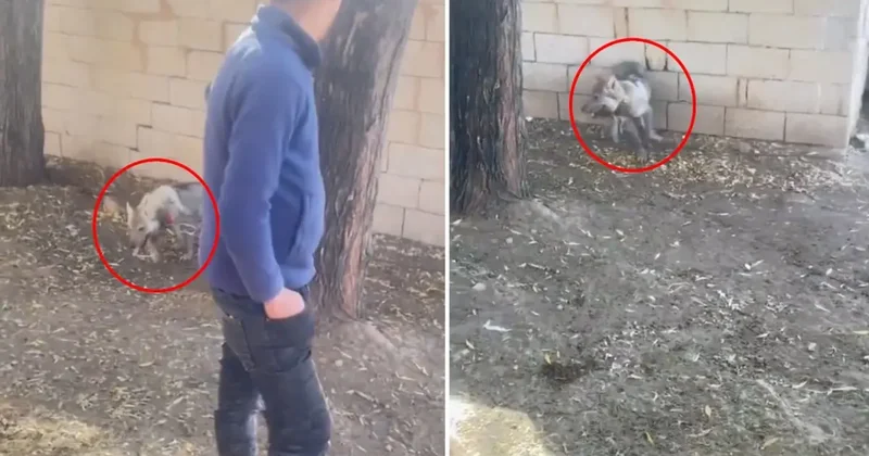 Vanlı nın kurda zulmü: Videoyu izleyen herkes bakanlıkları etiketliyor