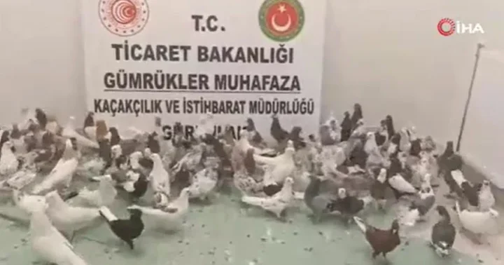 Gürbulak Sınır Kapısı nda TIR da 85 adet Cancan cinsi güvercin ele geçirildi
