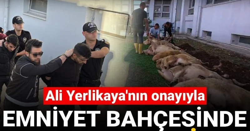 Bayğaralar operasyonu böyle kutlandı! Emniyet bahçesinde kurban kestiler
