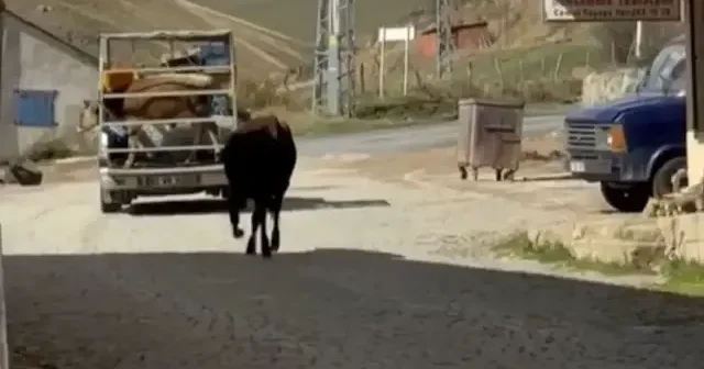 İki ineğin dostluğu görenleri hayrete düşürdü: Sosyal medya bu vedayı konuşuyor VİDEO İZLE