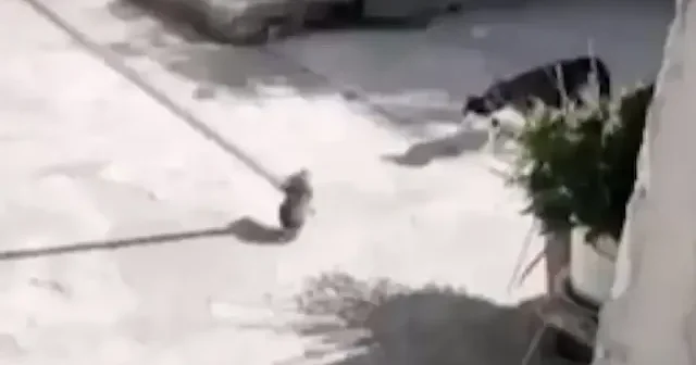 İtfaiye den duygulandıran kurtarma operasyonu: Anne kedi yavrusunu çukurun başında bekledi VİDEO İZLE