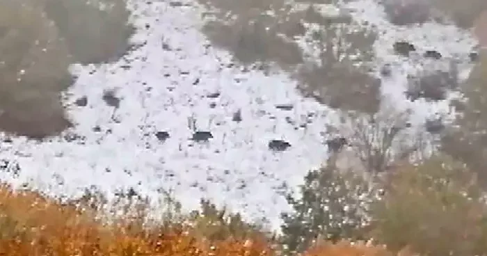 Sivas’ın Çeltek köyünde yaban domuzu sürüsü görüntülendi
