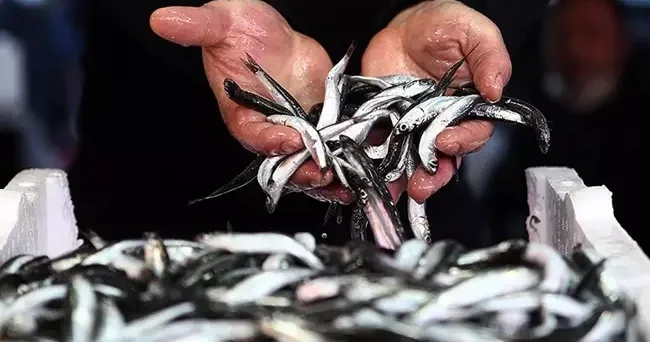 Hamsi bolluğu yaşanıyor! Fiyatı düştü: 3 ay daha böyle çok ucuza gider