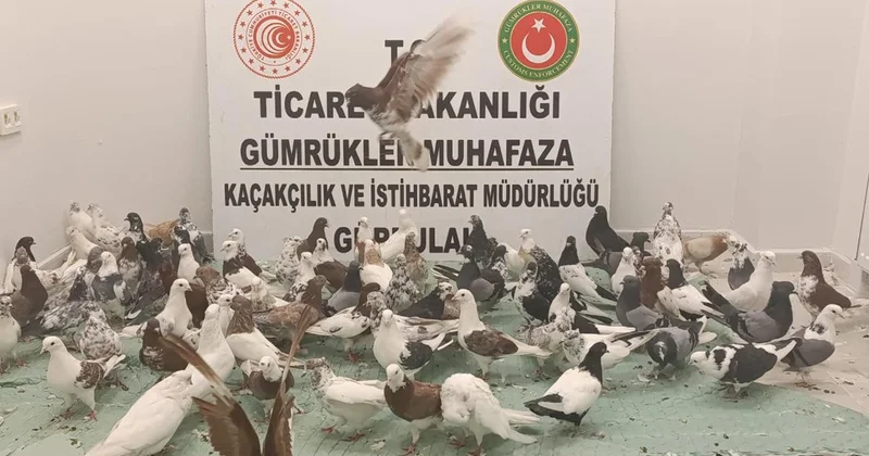 Türkiye’ye giriş yapan tırda kaçak güvercin operasyonu