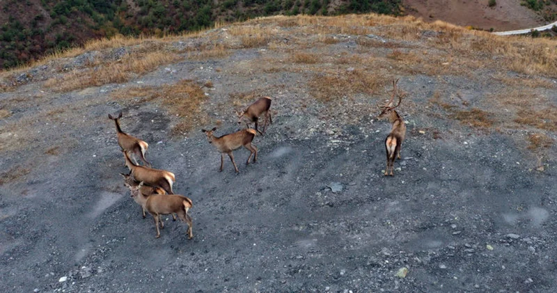 Kastamonu da sürü halinde gezen kızıl geyikler doğal ortamında görüntülendi