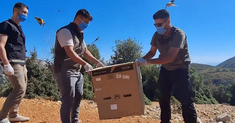 Yurt dışına kaçırılmak istenirken ele geçirilen 1431 saka kuşu doğaya salındı
