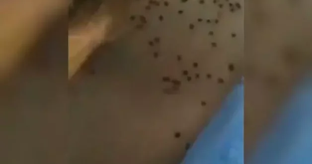 Ordu da dehşete düşüren görüntüler: Tüm evi istila ettiler