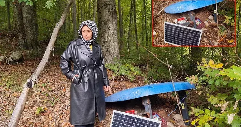 Çiftçi Esra, ilk hasadını ayılara kaptırdı