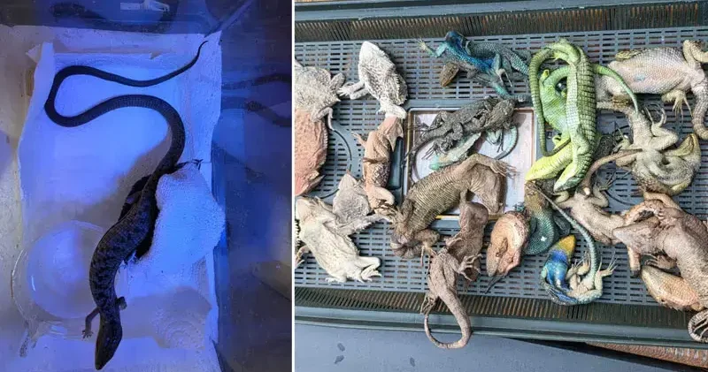 İstanbul aktarmalı Köln e giden yolcunun valizinde zehirli yılan ve kertenkele bulundu