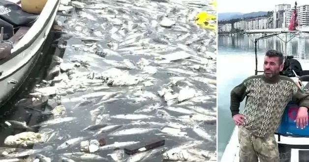 Palamut bolluğu çileye dönüştü, liman balık çöplüğüne döndü