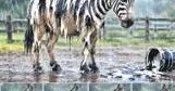 YÜKSEL AYTUĞ Bize zebra diye yutturulan eşekler