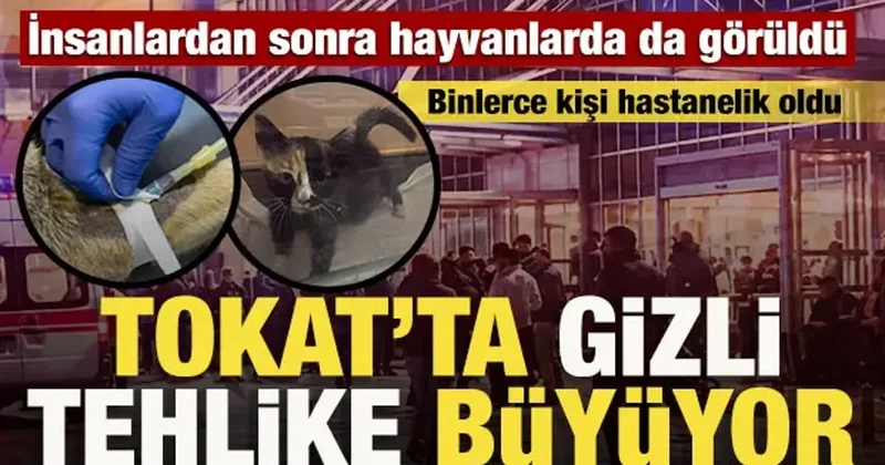 Tokat’ta 5 bin kişi etkilenmişti: Hastalık sokak hayvanlarında da görüldü