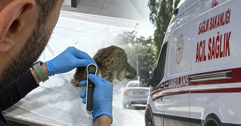 Tokat ta salgın büyüyor! 5 bin kişi hastanelik olmuştu: Korkutan evcil hayvan detayı