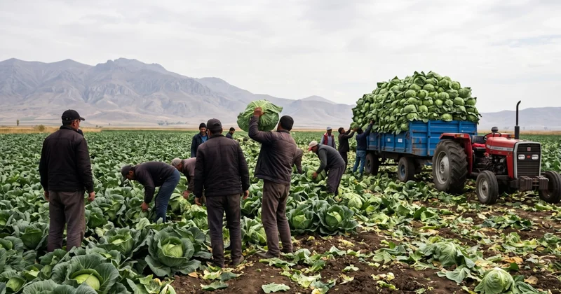 165 milyon liralık dev hasat başladı: 4 bin dekar alandan toplanıyor Sözcü Gazetesi