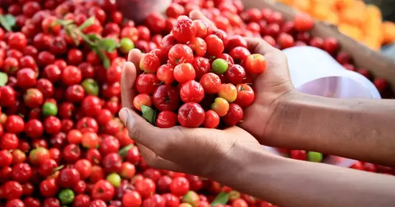 Limonu ezdi geçti, 60 kat daha vitaminli! Ona yeşil altın deniyor