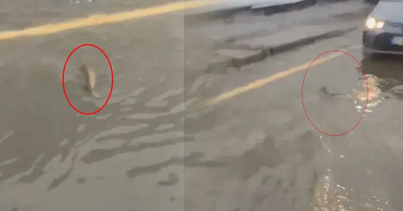 Şiddetli yağışın vurduğu İstanbul da ilginç görüntü! Bir sürücü trafikte balığa yol verdi