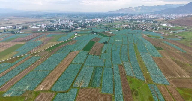 Muş Ovası nda lahana hasadı başladı: 165 milyon liralık katkı bekleniyor Muş Haberleri Habertürk Yerel Haberler
