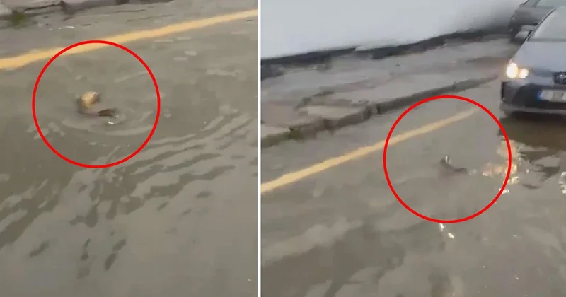 İstanbul da şaşkına çeviren görüntü: Trafikte karşısına çıkan balığa yol verdi