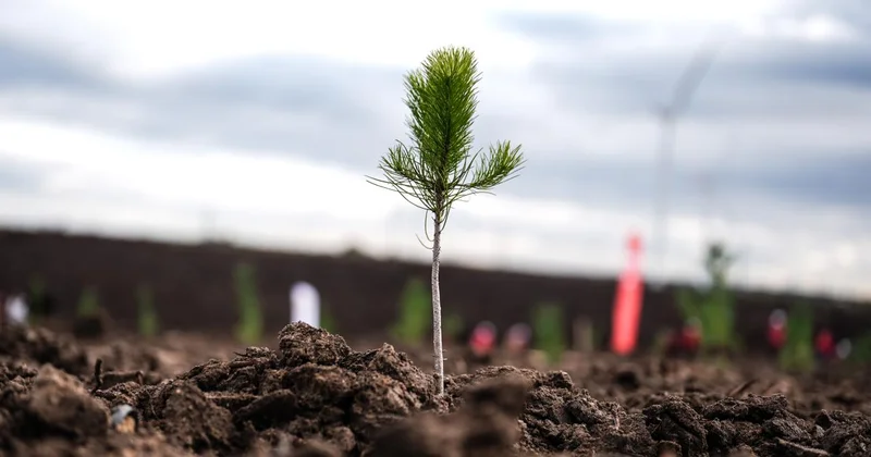 Milli Ağaçlandırma Günü nde çifte rekor