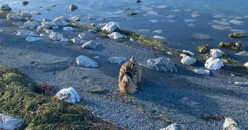 Eğirdir Gölü nde yaralı bulunan Güney Amerika balabanı koruma altına alındı