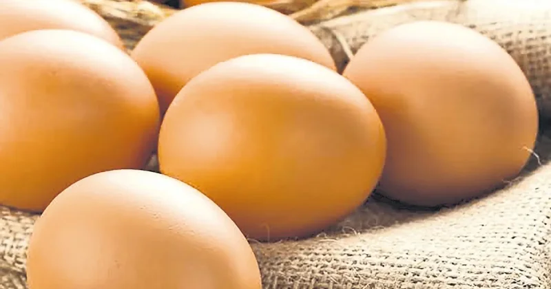 İDİL AÇIKALIN Yumurtasız asla