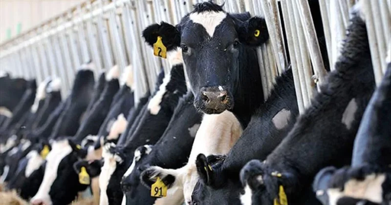 İktidar, üreticiyi bıraktı yabancıya kazandıracak Sözcü Gazetesi