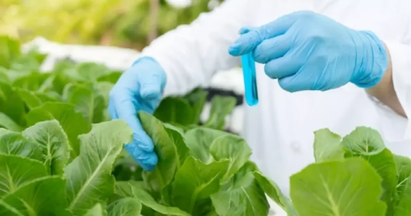 Bakanlıktan yeni karar: Pestisit limitleri güncellendi!