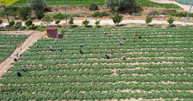 Hiç bakım gerektirmiyor yetiştiren servet kazanıyor: 12 ay hasat yapılıyor, her bölgede yetişiyor Sözcü Gazetesi