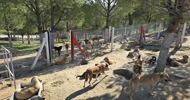 İlçelerdeki sahipsiz köpekler toplanıyor Manisa Haberleri