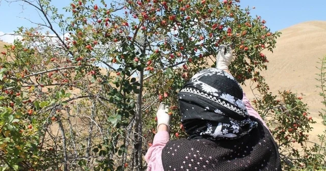 Dağların kırmızı hazinesi kuşburnu için hasat zamanı Erzincan Haberleri
