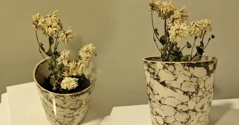 Solan çiçekleri birkaç günde yeniden canlandırıyor: Bir tutamı bile yetiyor Sözcü Gazetesi