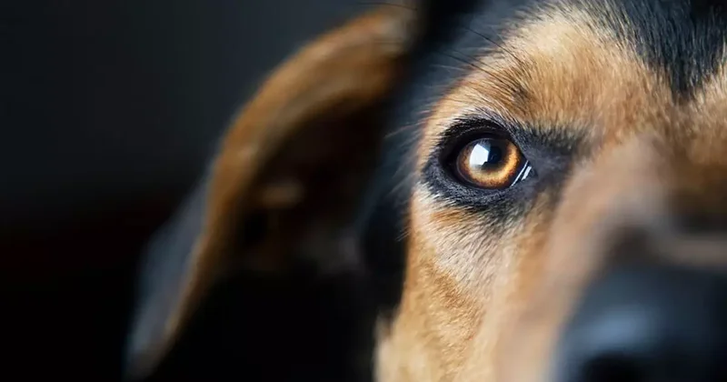 Sıra dışı kaza: Köpek sahibini vurdu