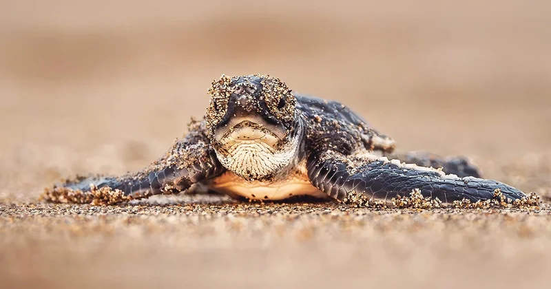 Yeşil deniz kaplumbağasının nesli kurtuldu