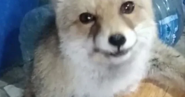 Bağ evinin bahçesine giren tilkileri besledi Tokat Haberleri