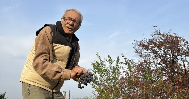 86 yaşında, arazisinde 54 farklı organik meyve yetiştiriyor Samsun Haberleri