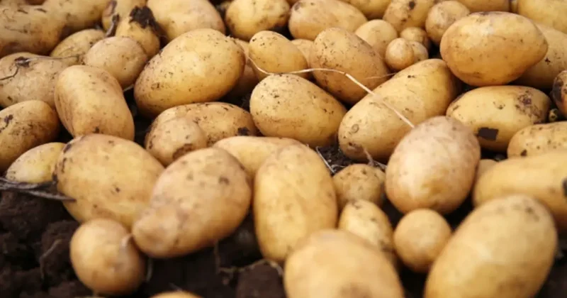 Uzman Uyarısı: Yeşillenen, Filizlenen ve Lekeli Patatesler Sağlık Riski Taşıyor