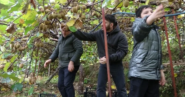 İran dan gelen kivi fiyatları ucuzlatıyor Trabzon Haberleri