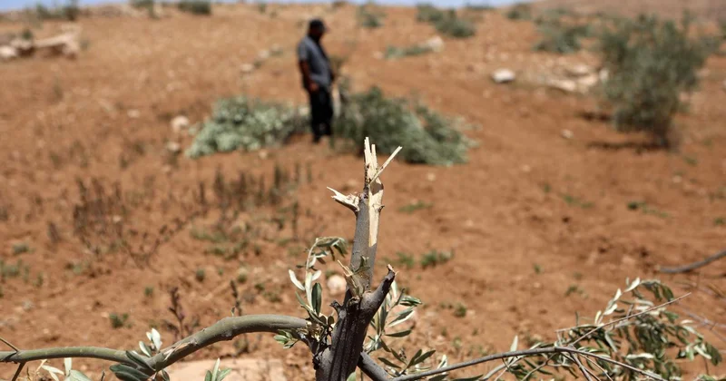 İşgalci İsrail ordusu, Batı Şeria nın kuzeyinde 135 zeytin ağacını söktü
