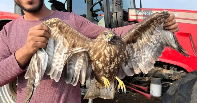 Hasadı bıraktı şahinin yardımına koştu Adana nın Ceyhan ilçesinde yer fıstığı hasadı yapan bir çiftçi, tarlada uçamayan bir şahin görünce hasadı bırakıp onun yardımına koştu Adana Haberleri