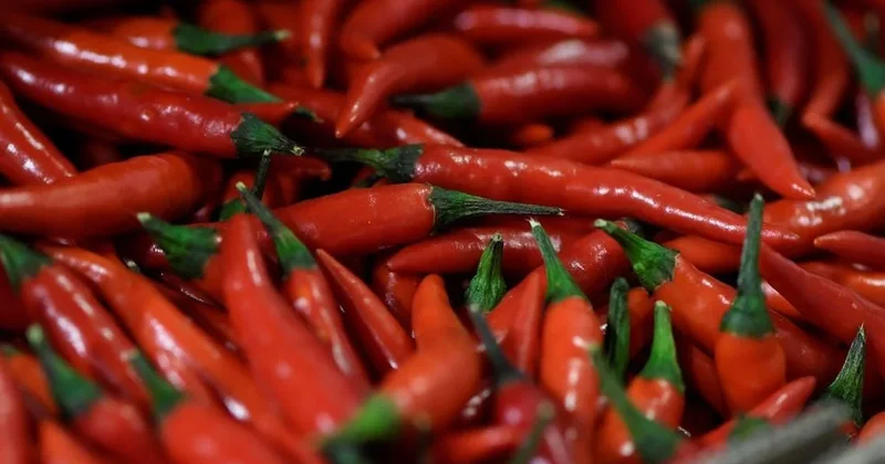 Balıklarını tonlarca acı biberle besliyor! Sıra dışı yönteminin sebebini tek tek anlattı Sözcü Gazetesi