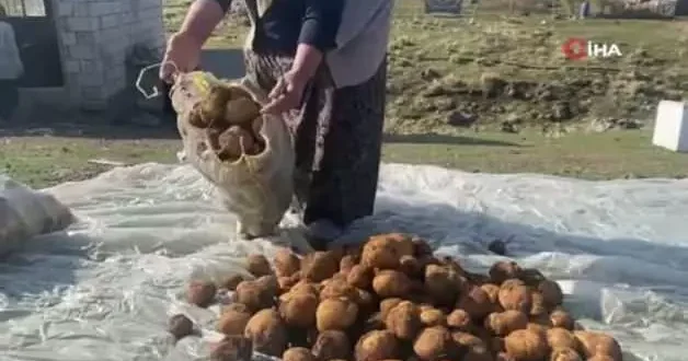 Ağrı’da kışlık patatesler böyle korunuyor