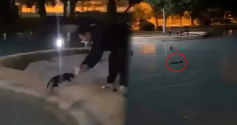 Antalya’da pes dedirten vicdansızlık! Kediyi defalarca süs havuzuna fırlattılar